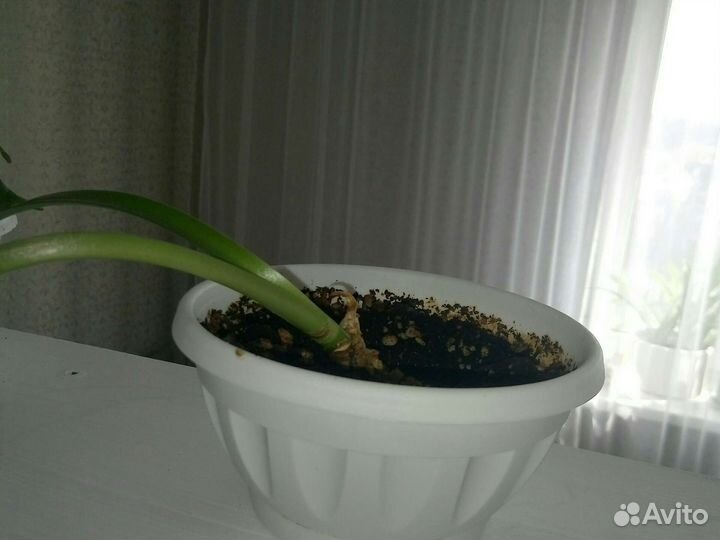 Гиппиаструм