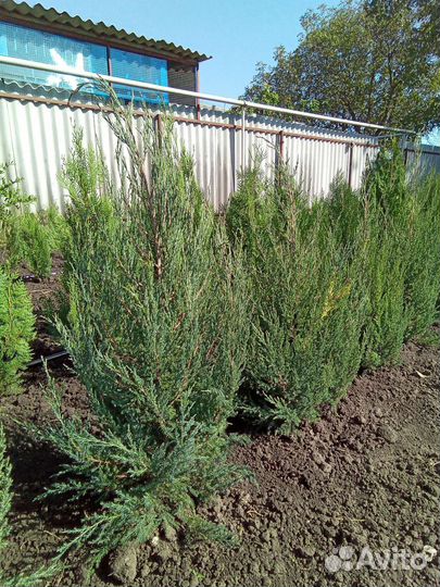 Можжевельник, туя