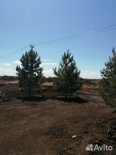 Крупномеры Сосны обыкновенной