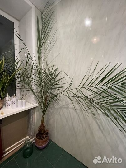 Цветы : пальма, лимон, тещин язык