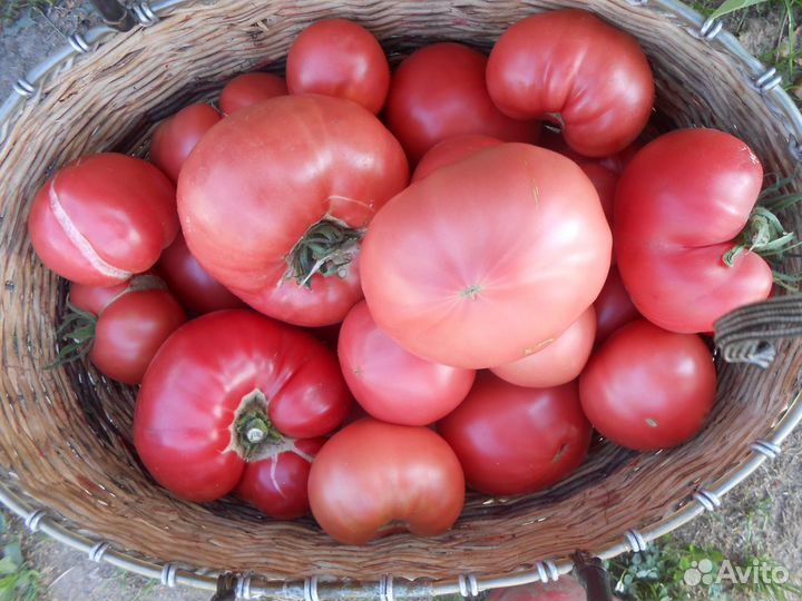 Овощи огурцы,помидоры, зелень