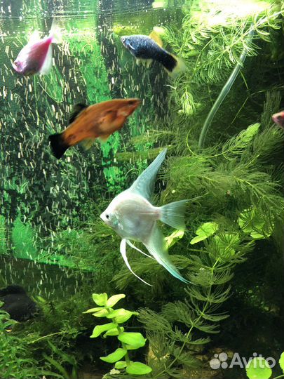 Рыба скалярия большая и маленькая 4 шт