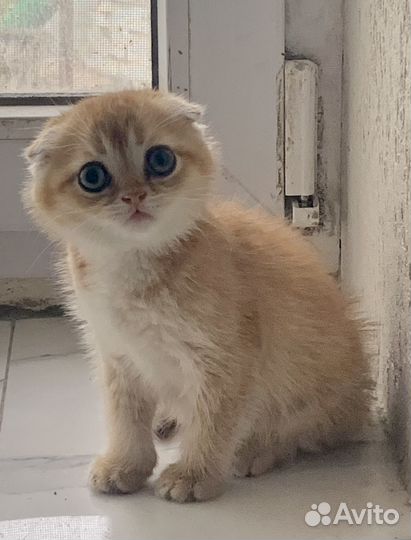 Продается котенок