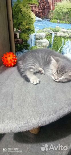 Котенок шотландский