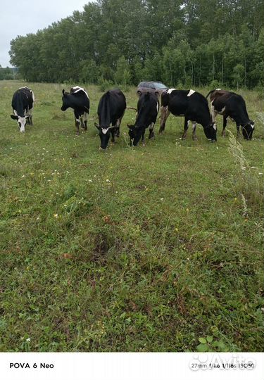 Сельхоз животные