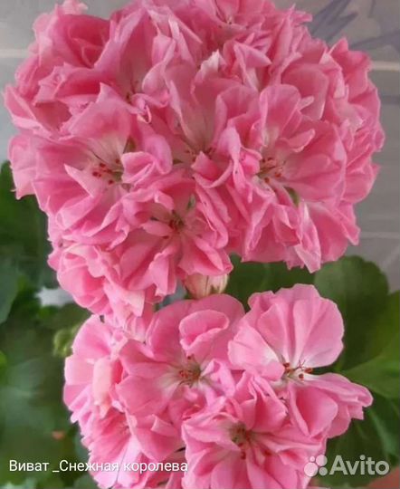 Герань пеларгония сортовая