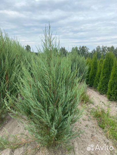 Можжевельник скальный Блю Эрроу ком