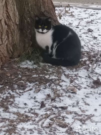 Коты бесплатно
