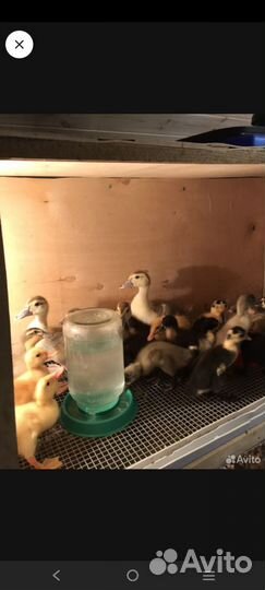 Брудер для цыплят бу