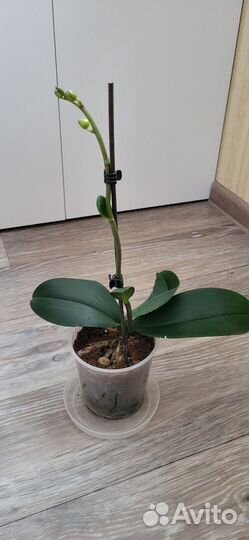 Орзидея фаленопсис