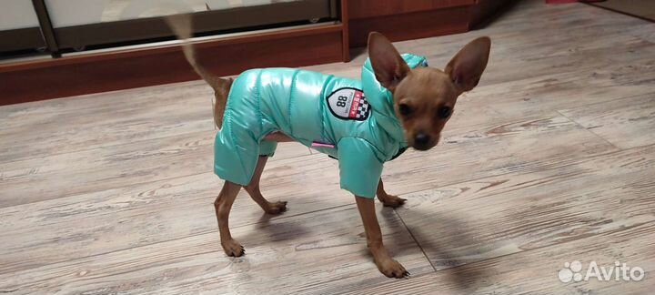 Костюмы для собаки (маленьких)
