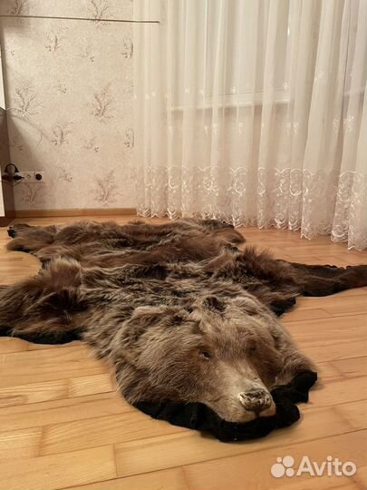 Шкура медведя