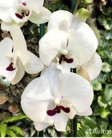 Орхидея биг лип пуаро / реянг принц