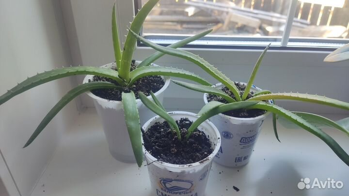 Алоэ вера растение