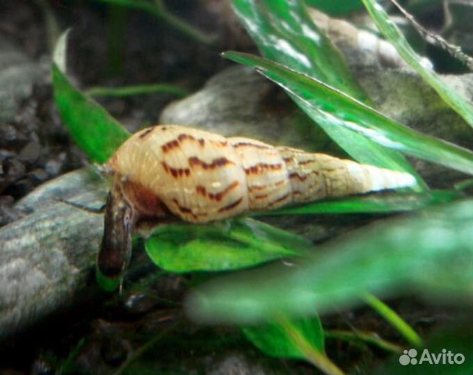 Улитки Мелании