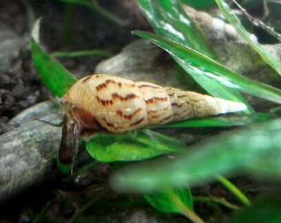 Улитки Мелании