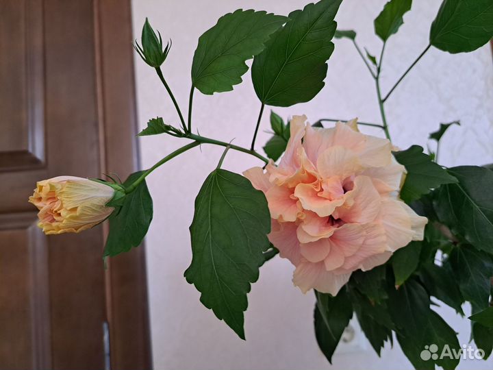 Комнатные растения. Гибискус розовый махровый
