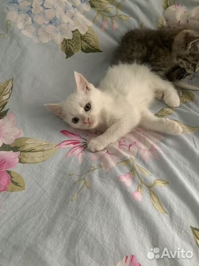 Отдам котенка