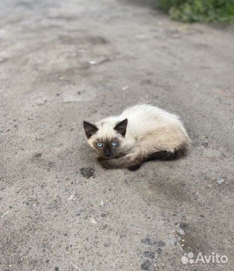 Отдам котенка (девочка)