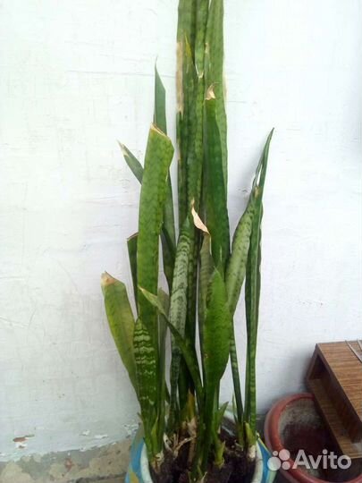 Сансевиерия
