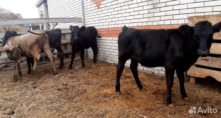 Бычёк и тёлочки