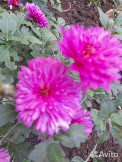 Садовые многолетники