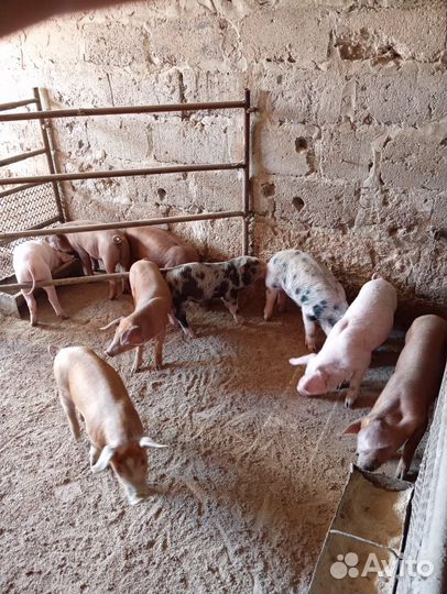 Продаются поросята