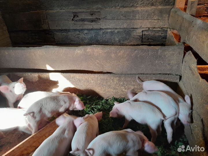 Домашние поросята