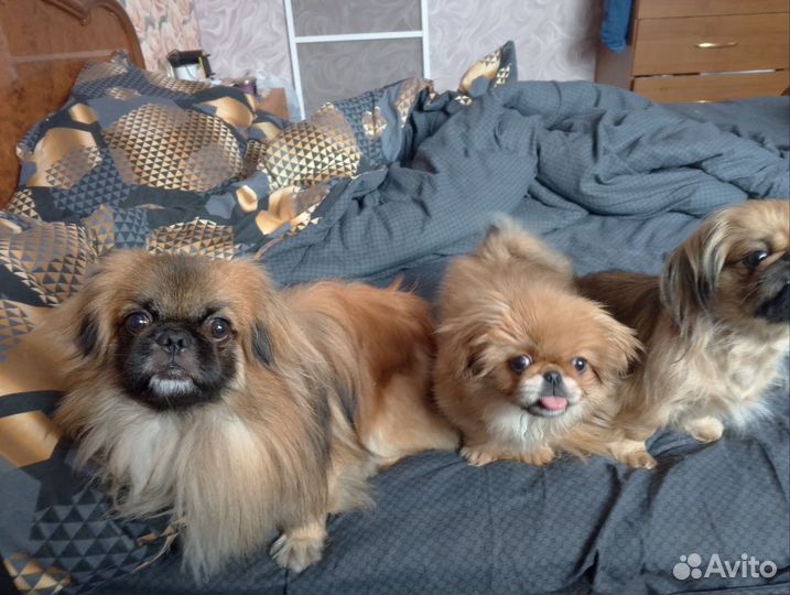 Щенок девочка пекинесс