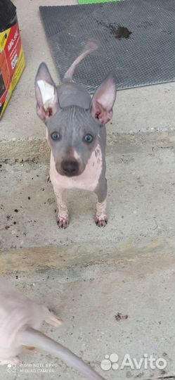 Щенок агт терьера