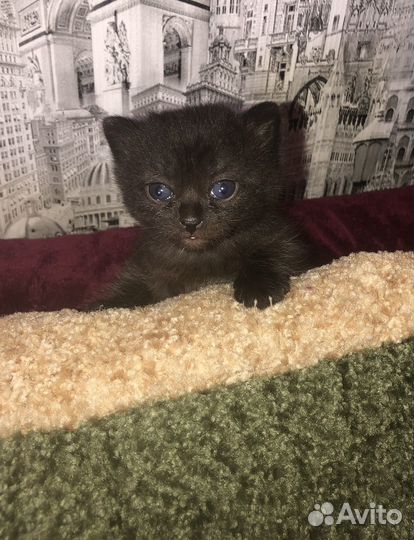 Котики девочка бесплатно