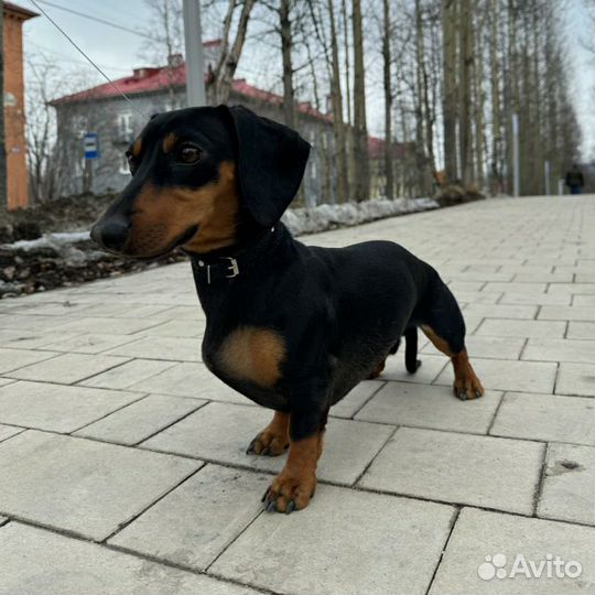 Вязка такса