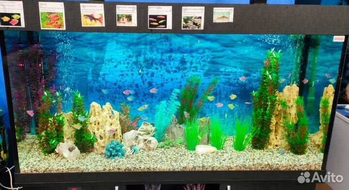 Обслуживание аквариума. Аквариумист