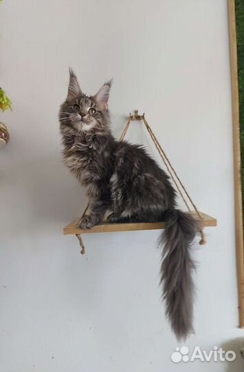Котята мейн-кун