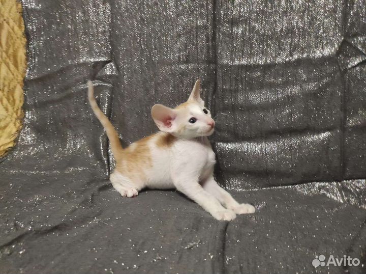 Ориентальные котята