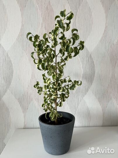 Фикус ирэн взрослый