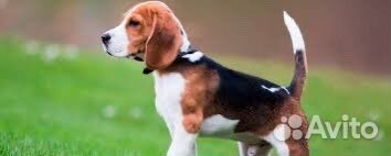 Щенки бигль