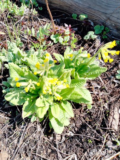 Примула лимонная