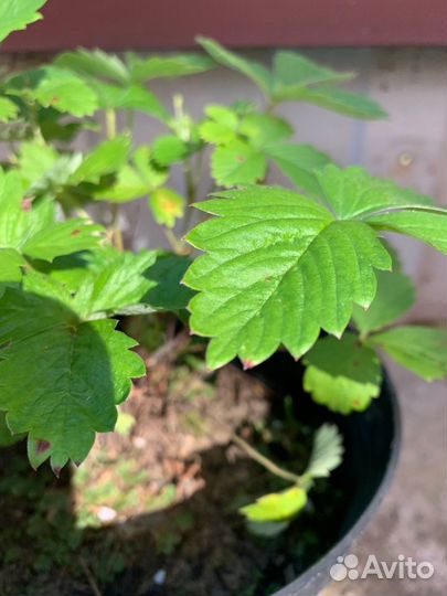 Земляника ремонтантная мелкая