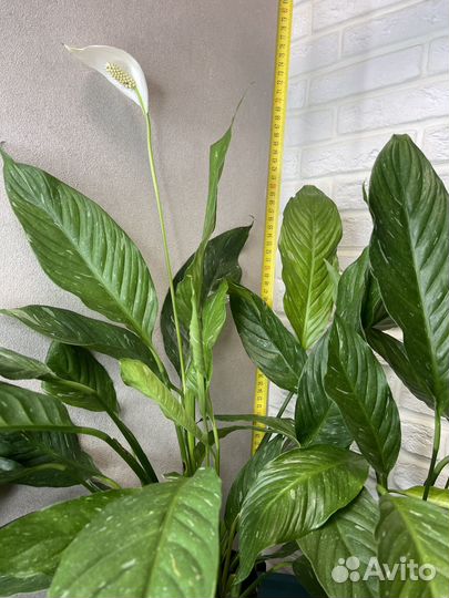 Спатифиллум diamond комнатные цветы