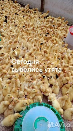 Курочки молодки несушки