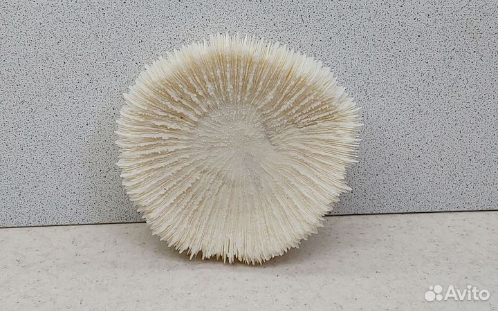 Коралл круглый 10,4 морской сувенир подарок