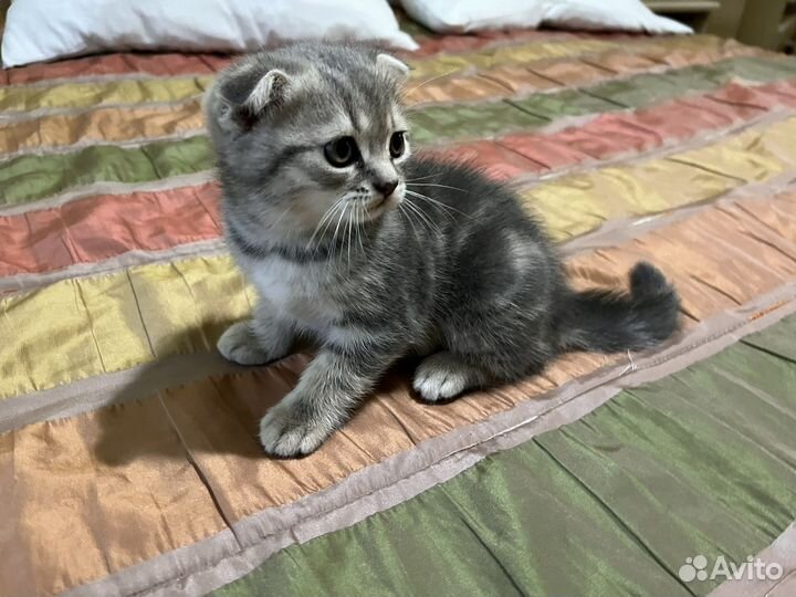 Шотландская вислоухая
