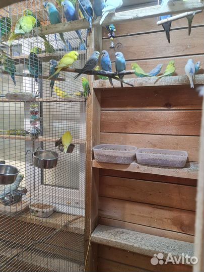 Продам попугаев