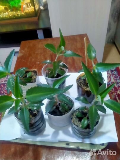 Каланхоэ лечебное