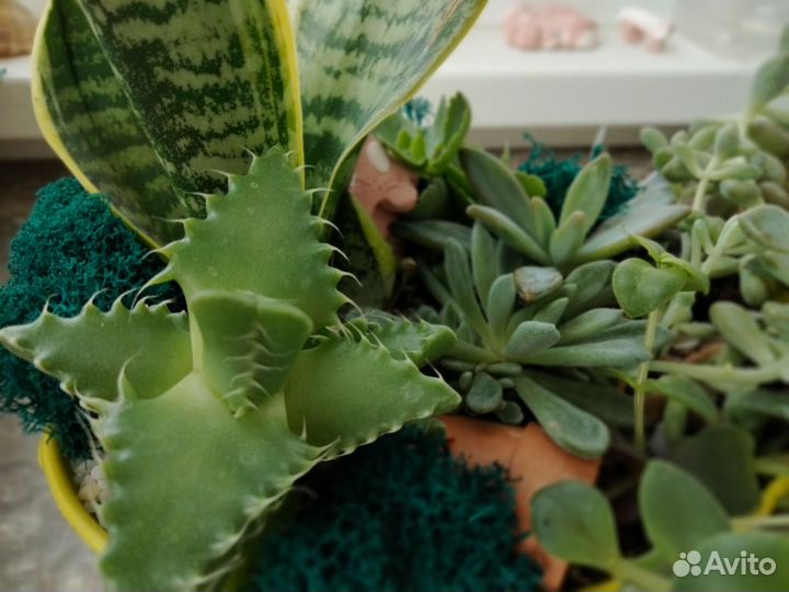 Кактусы и суккуленты композиция с сансевиерой
