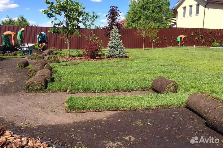 Рулонный газон