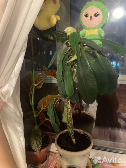 Цветы молачай