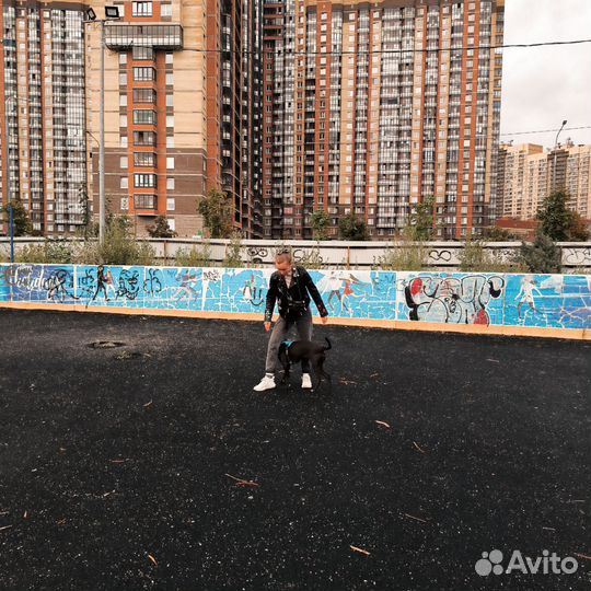 Кинолог, выгул собак