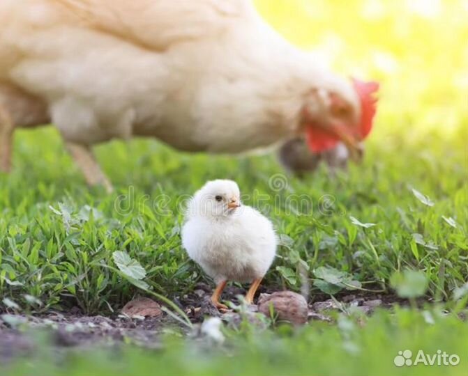Бройлер суточный Кобб-500, Росс-308 в Воронеже